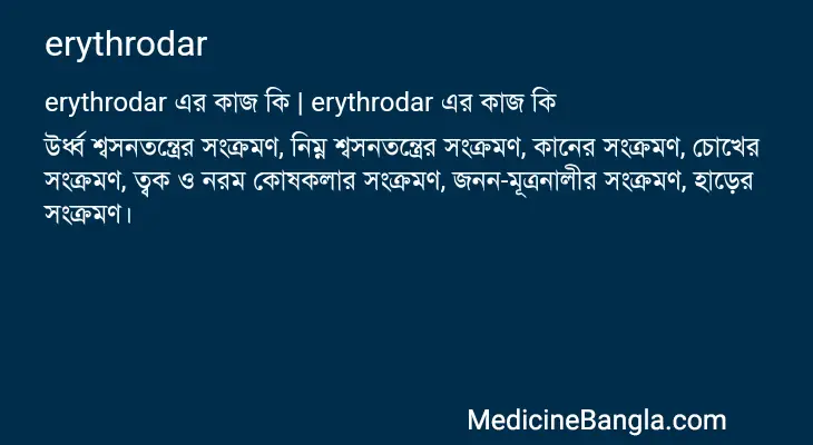 erythrodar in Bangla